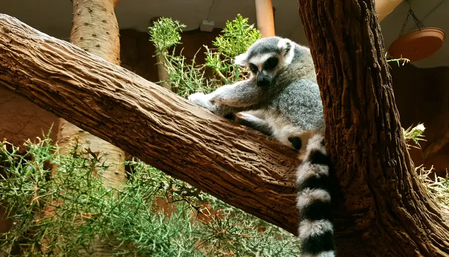En lemur på en gren